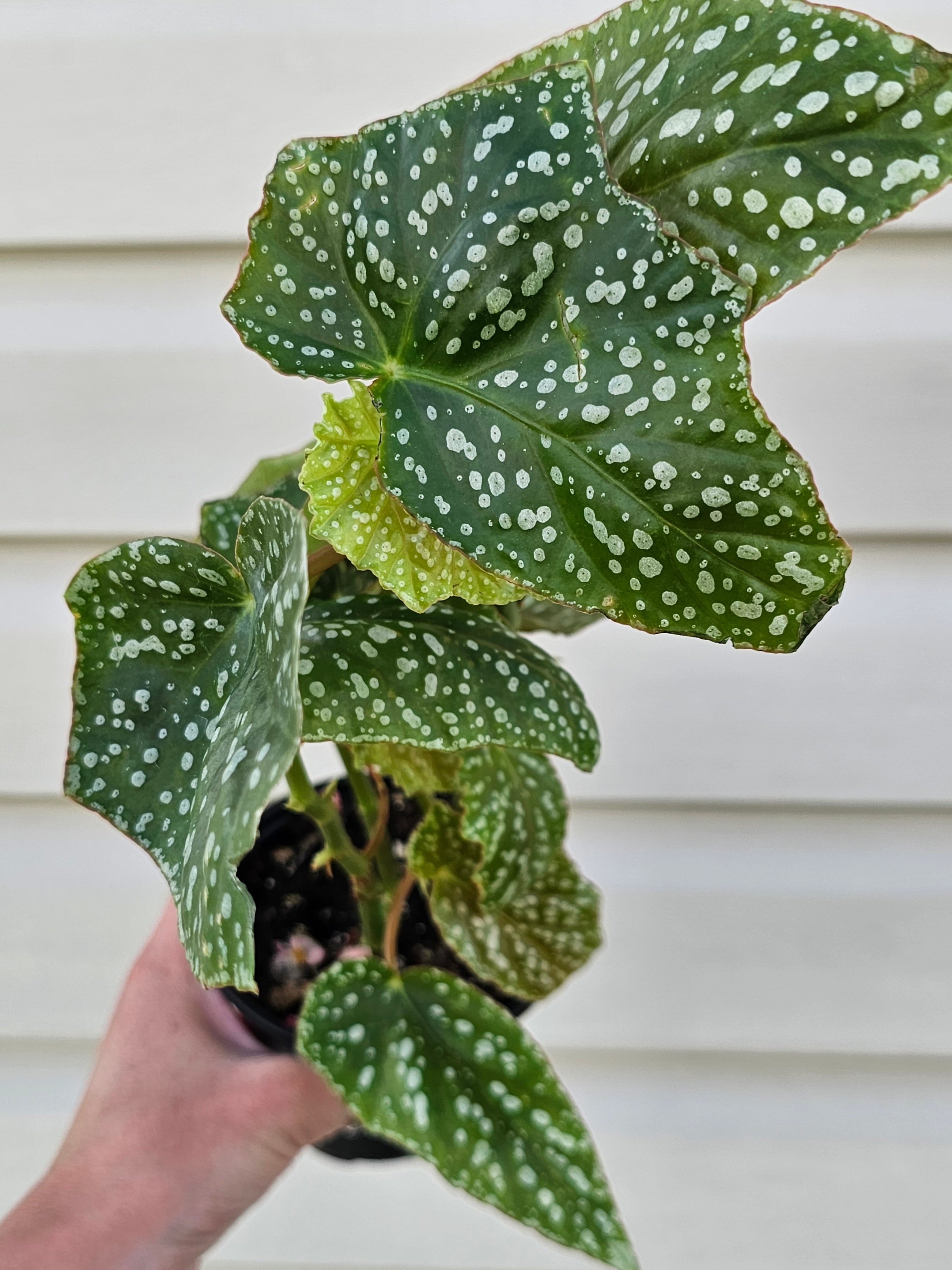 Trout Leaf Begonia Medora