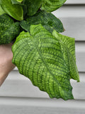 Calathea Mosaic