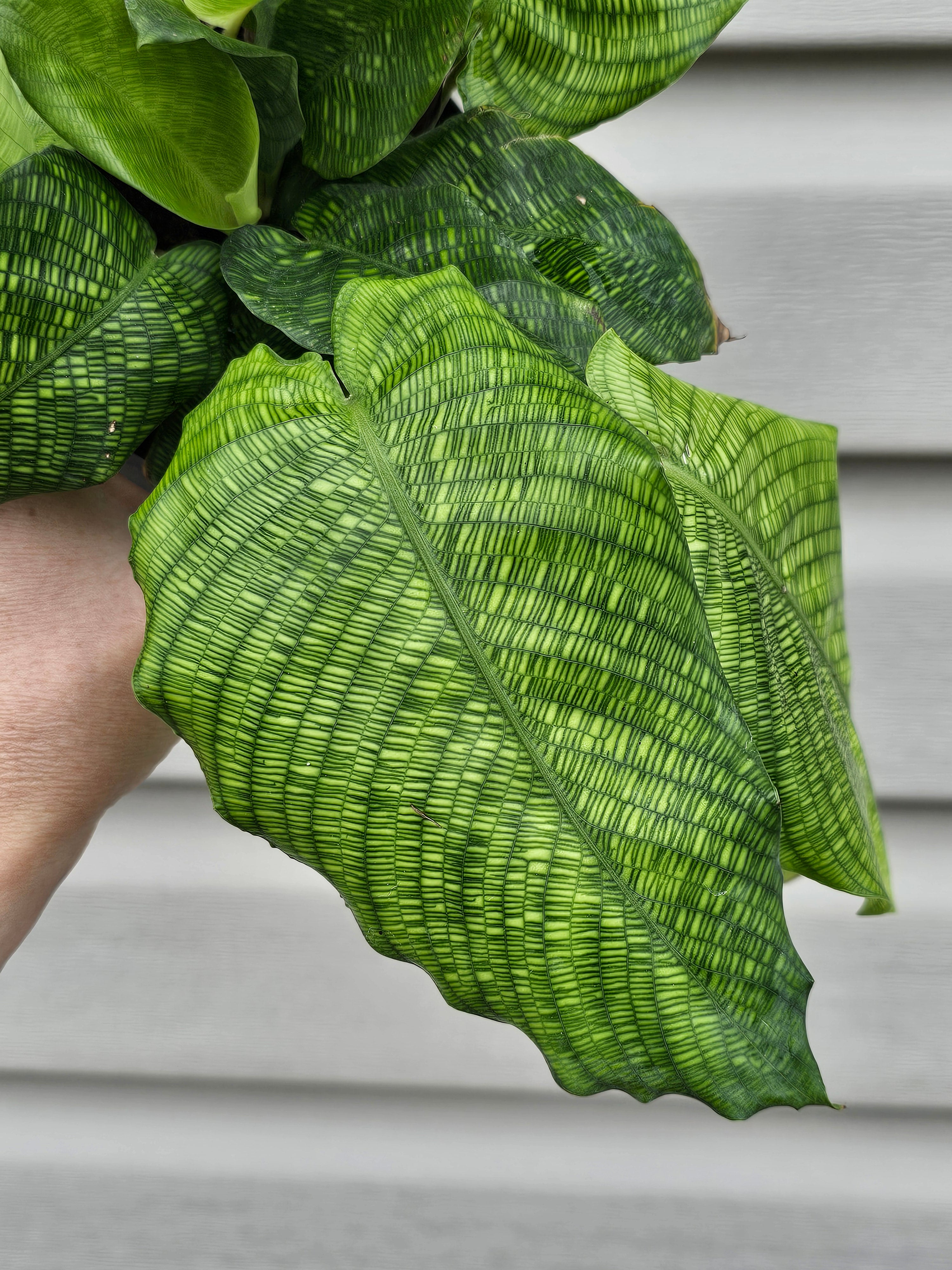 Calathea Mosaic