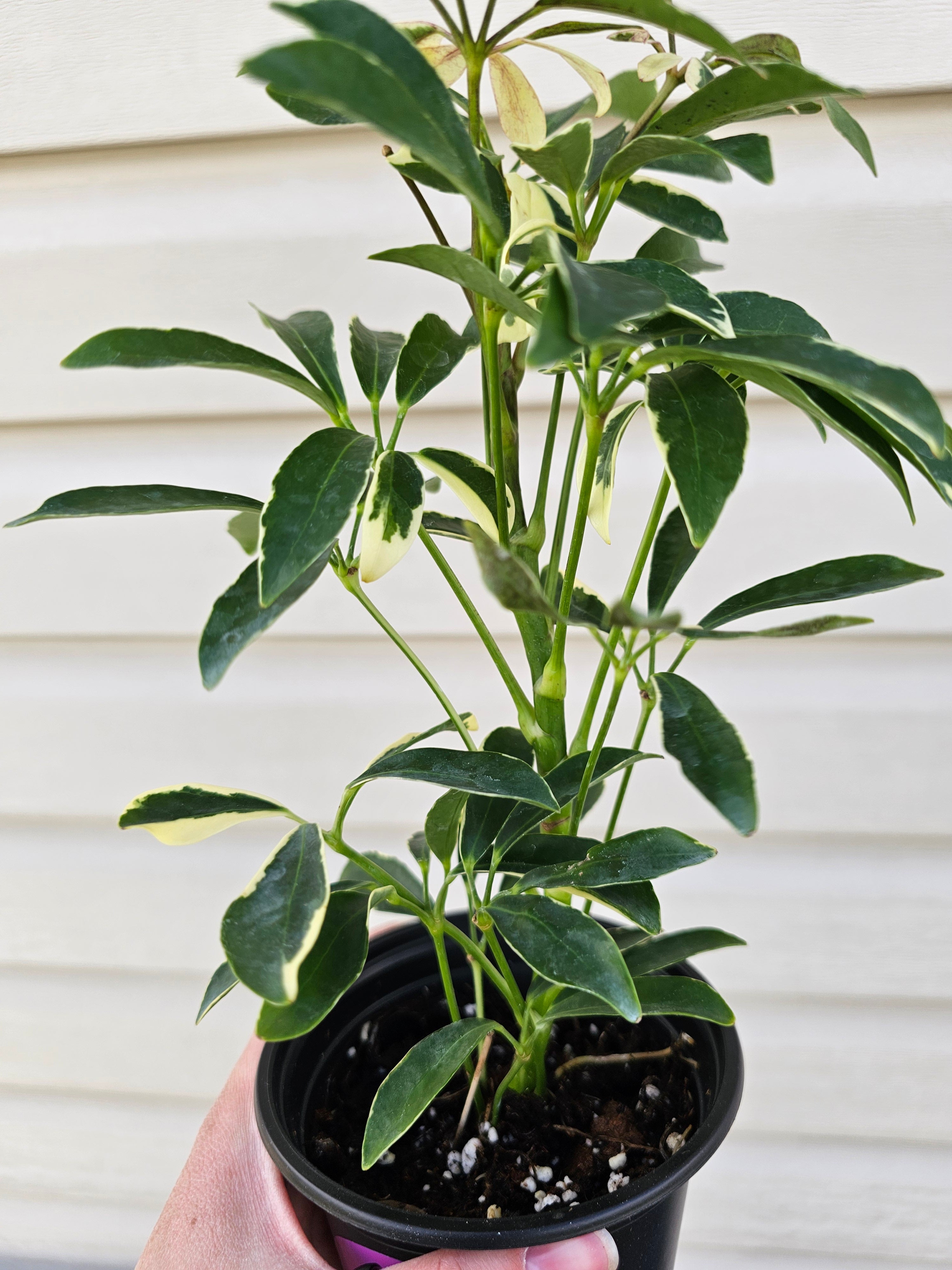 Schefflera Moonlight Umbrella Plant