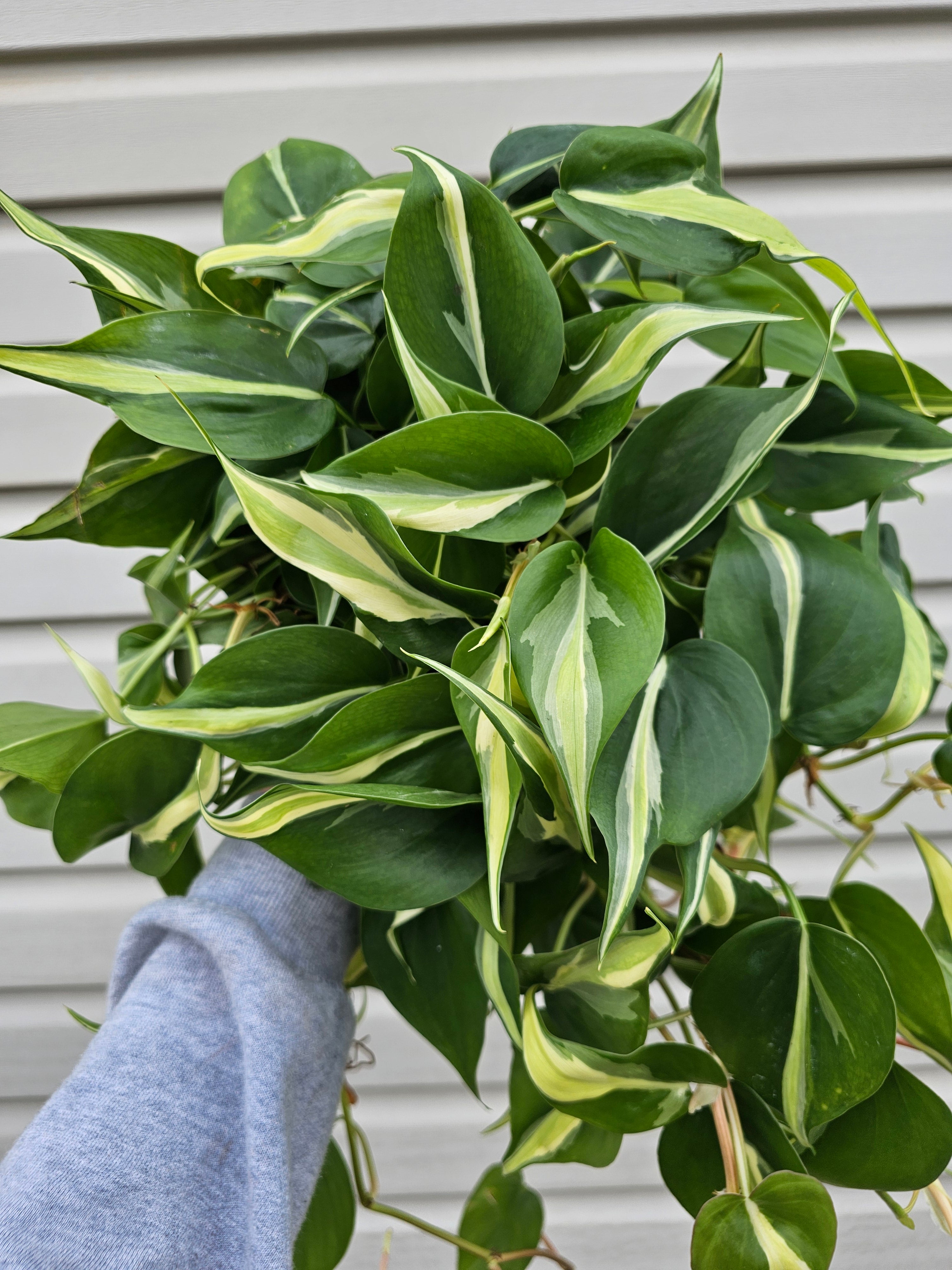 Silver Stripe Philodendron 8"