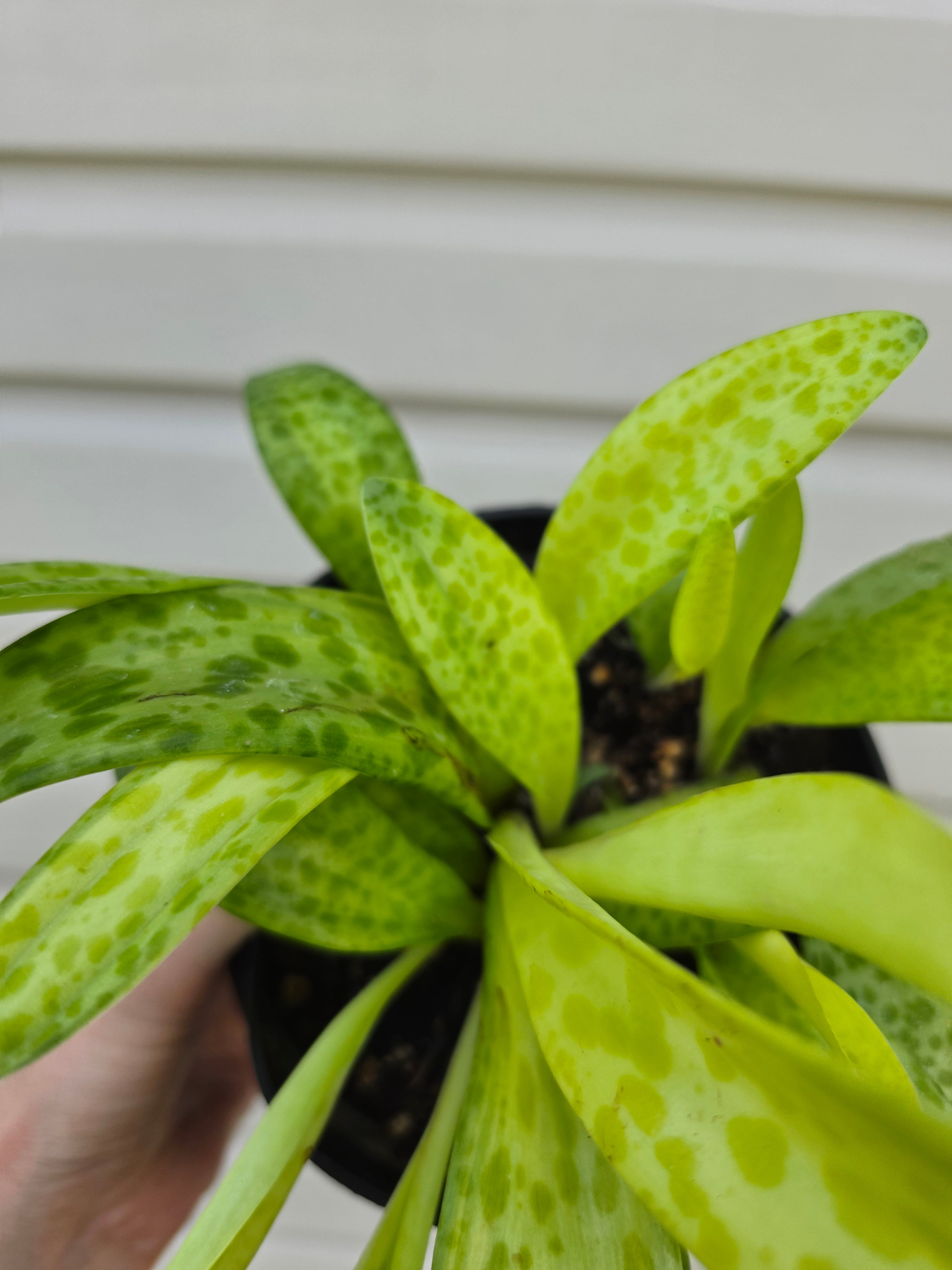 Resnova Humifusa Variegated Leopard Plant