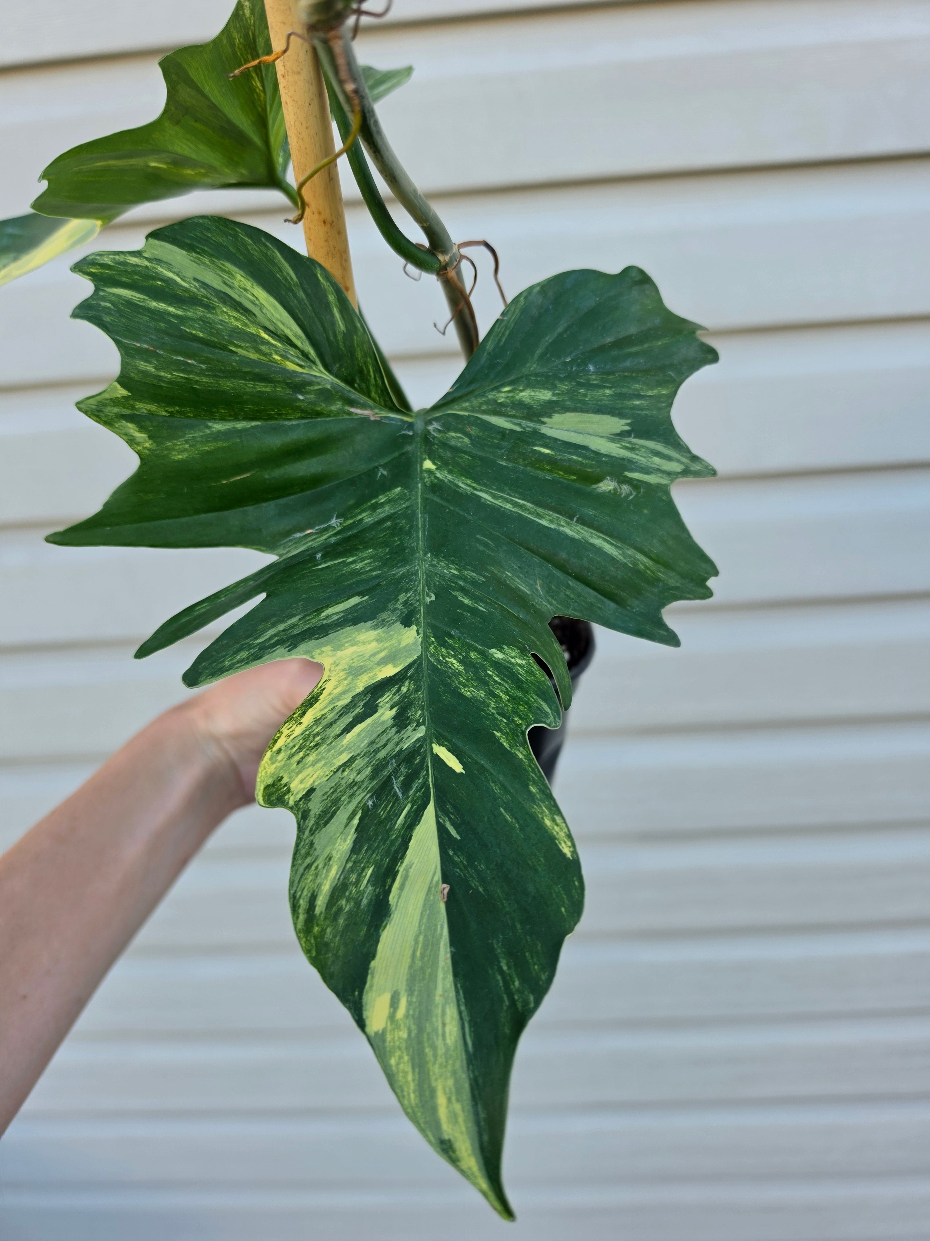 Philodendron Florida Beauty x Mayoi