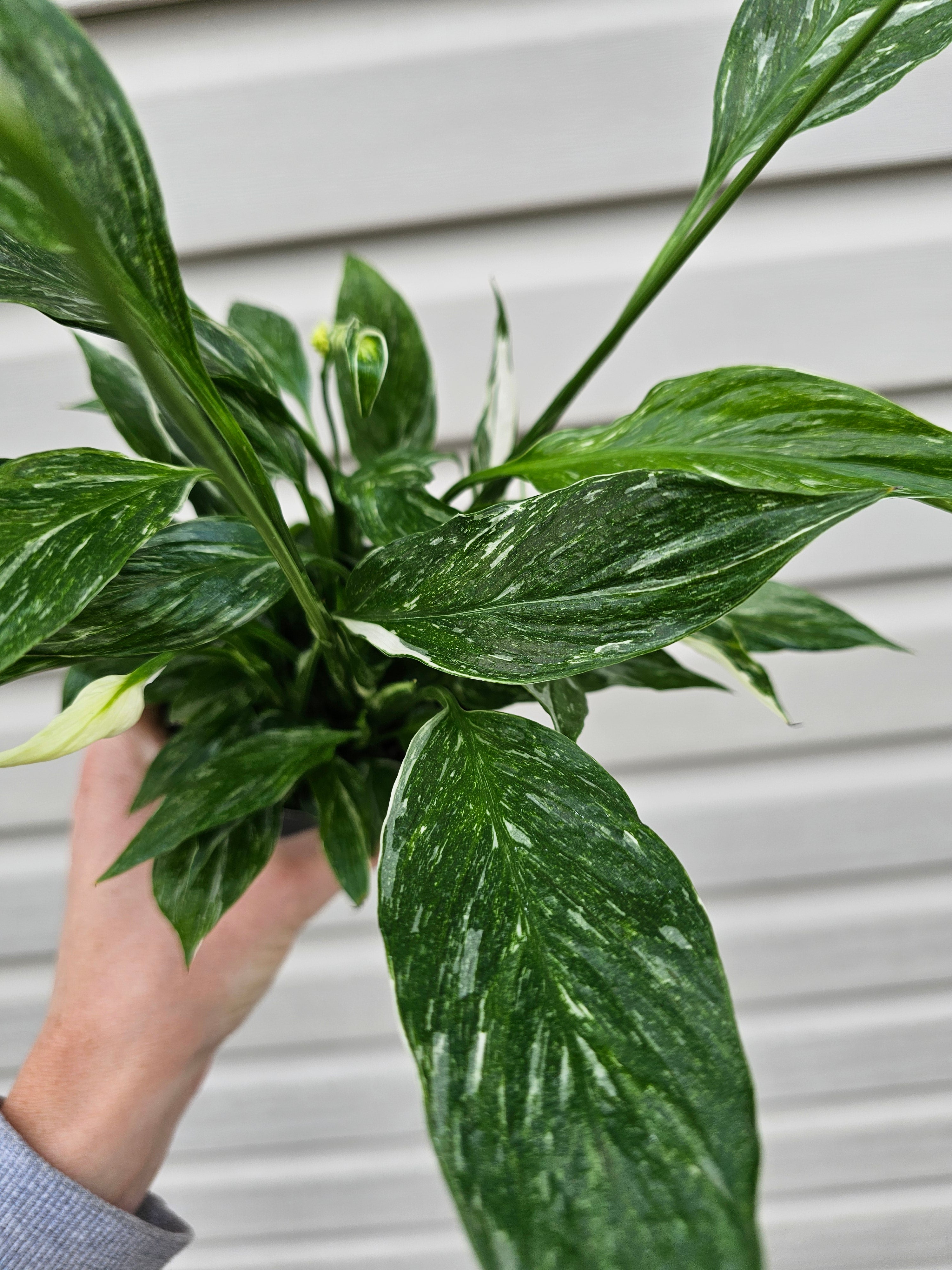 Domino Peace Lily