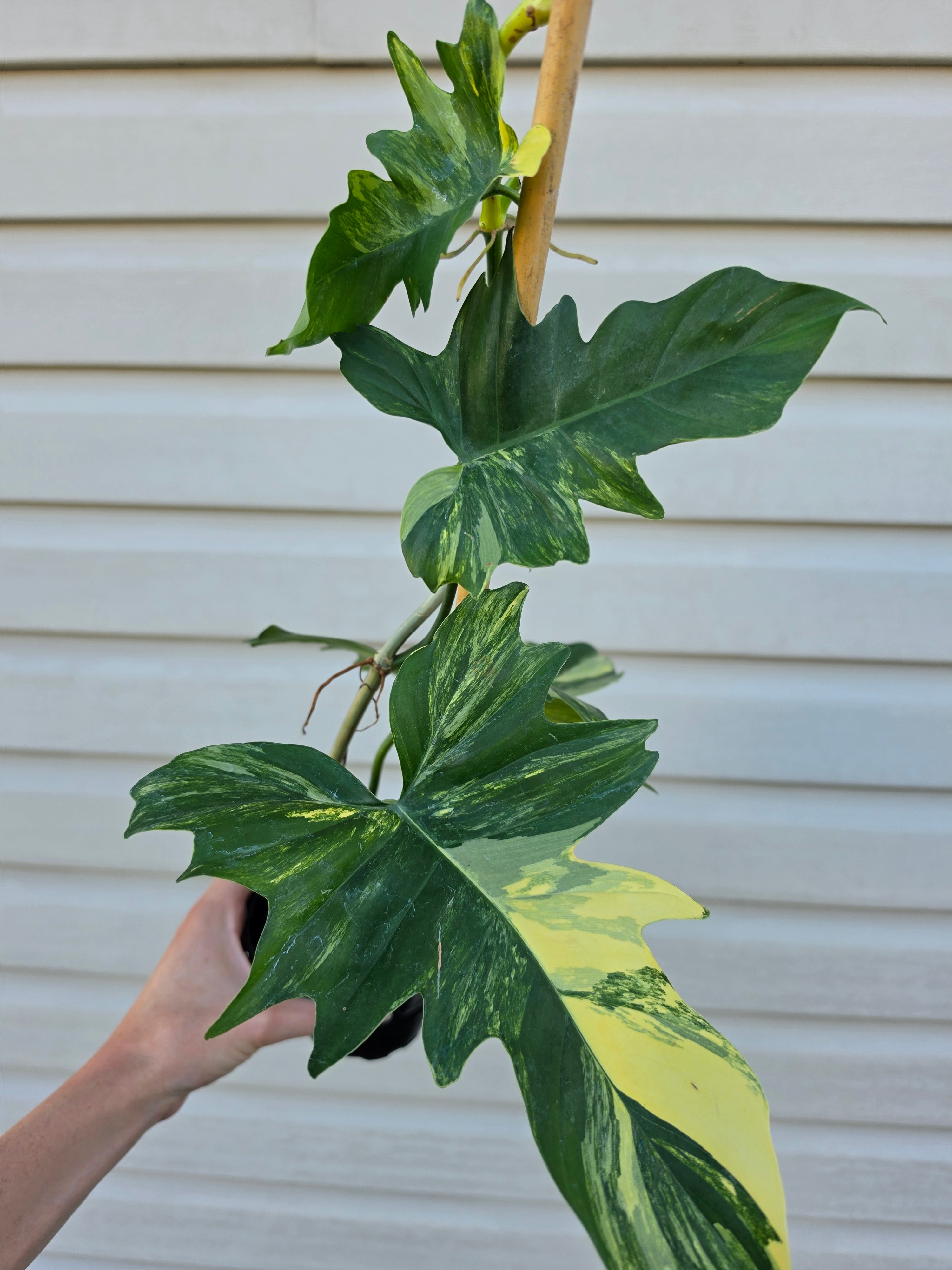 Philodendron Florida Beauty x Mayoi