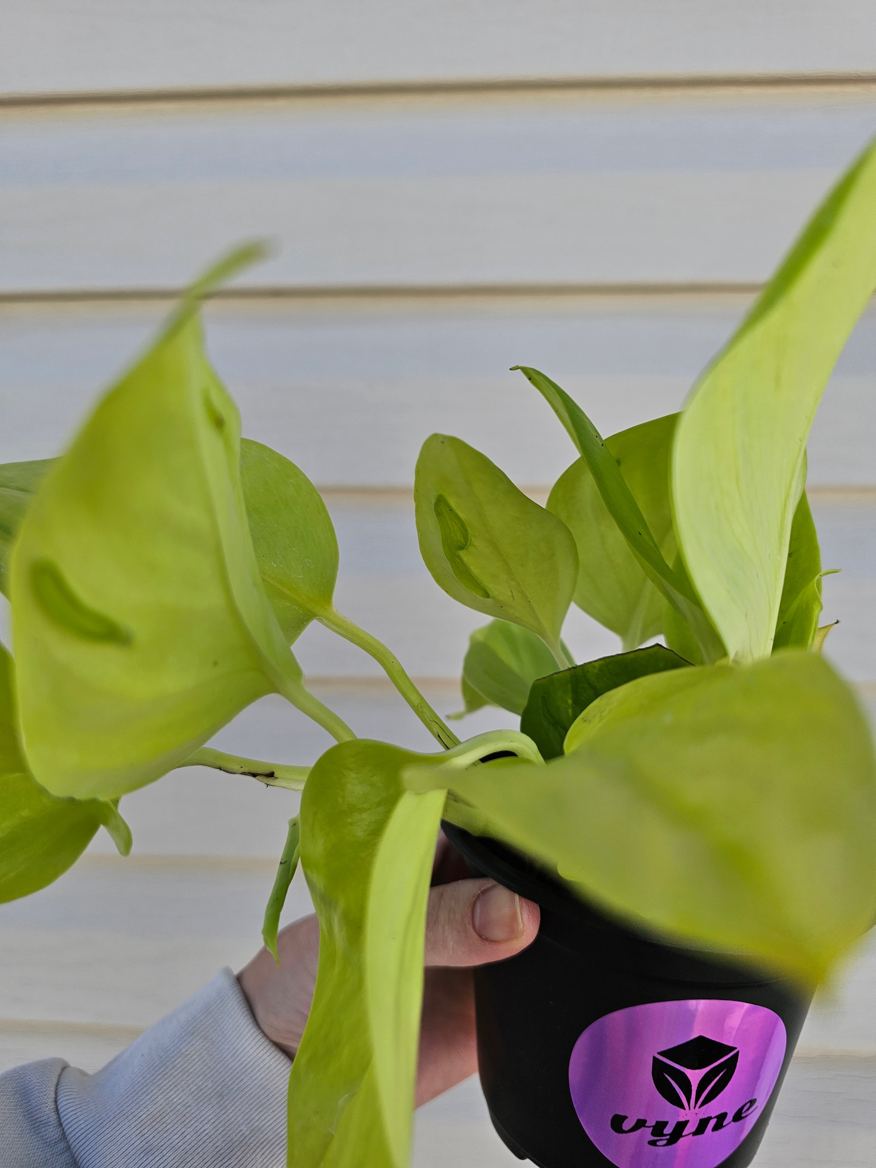 Sao Paulo Pothos!