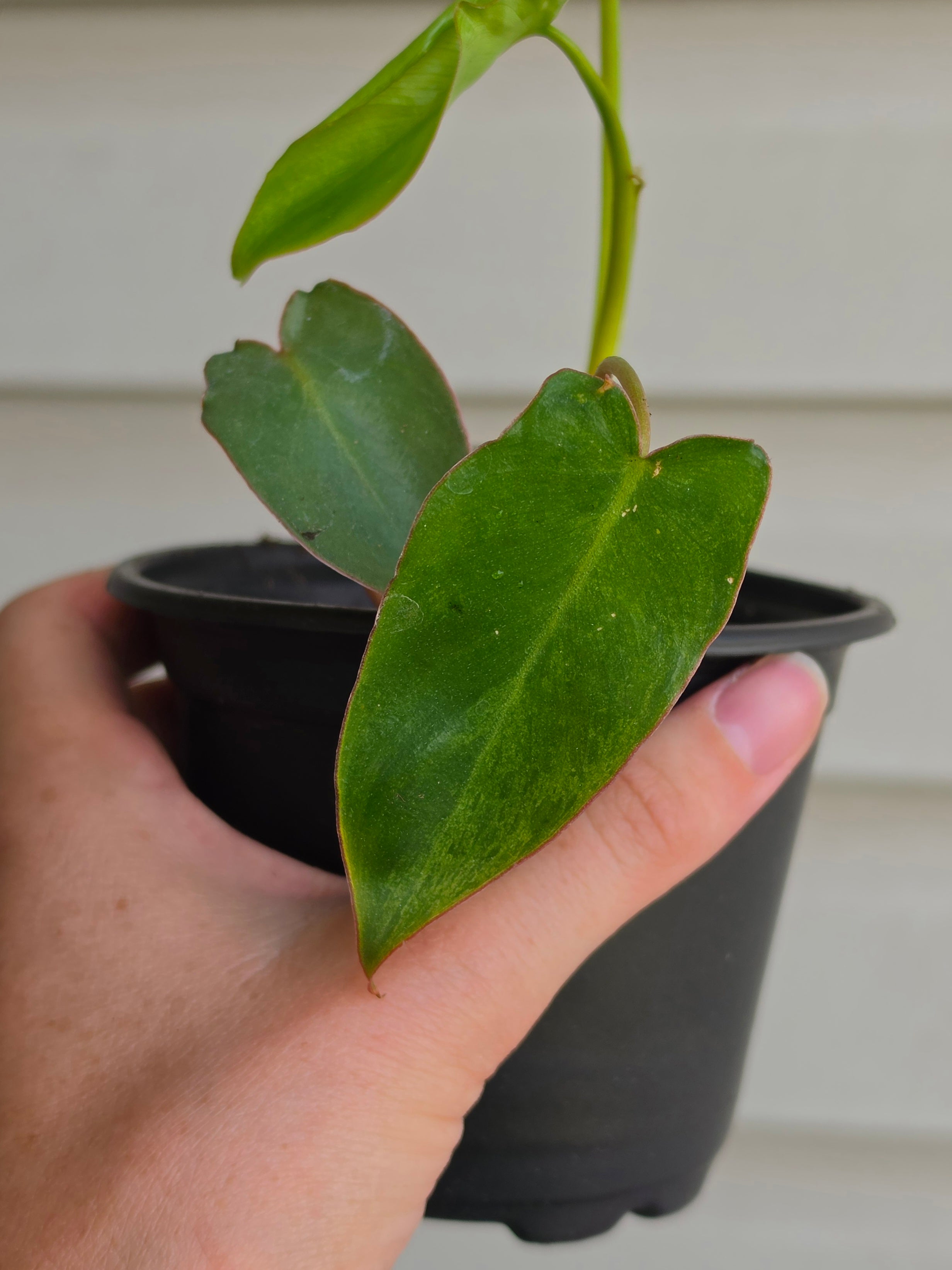 Philodendron Paraiso Verde