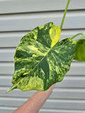 Alocasia Gageana Aurea