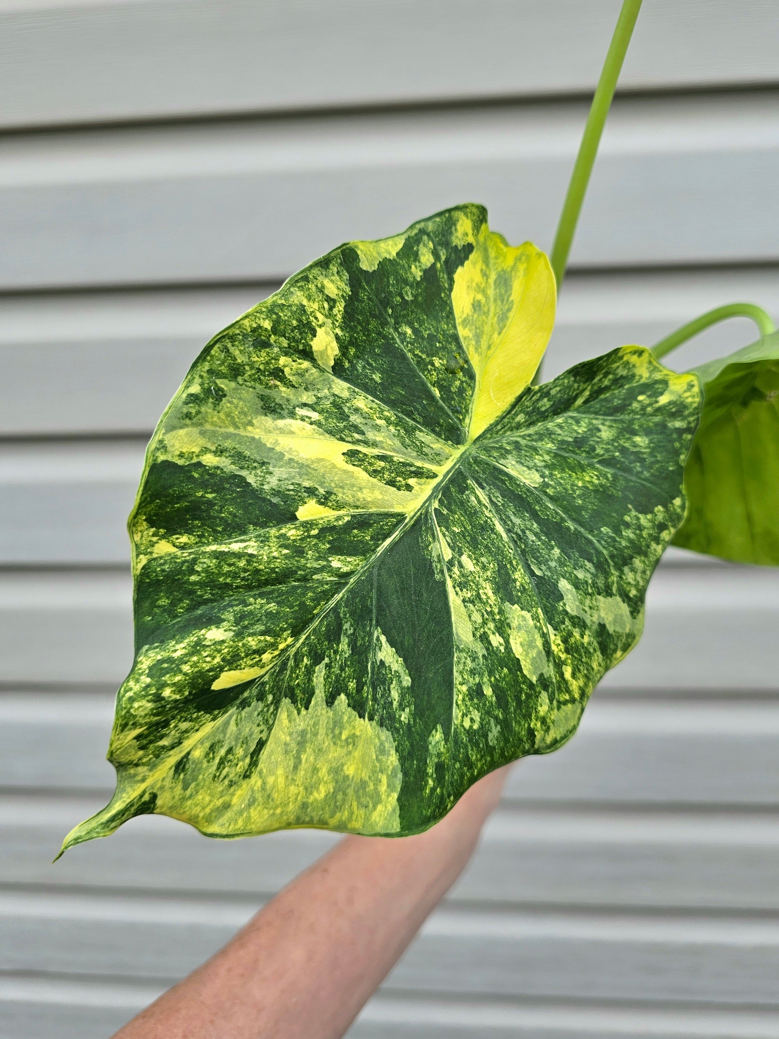 Alocasia Gageana Aurea