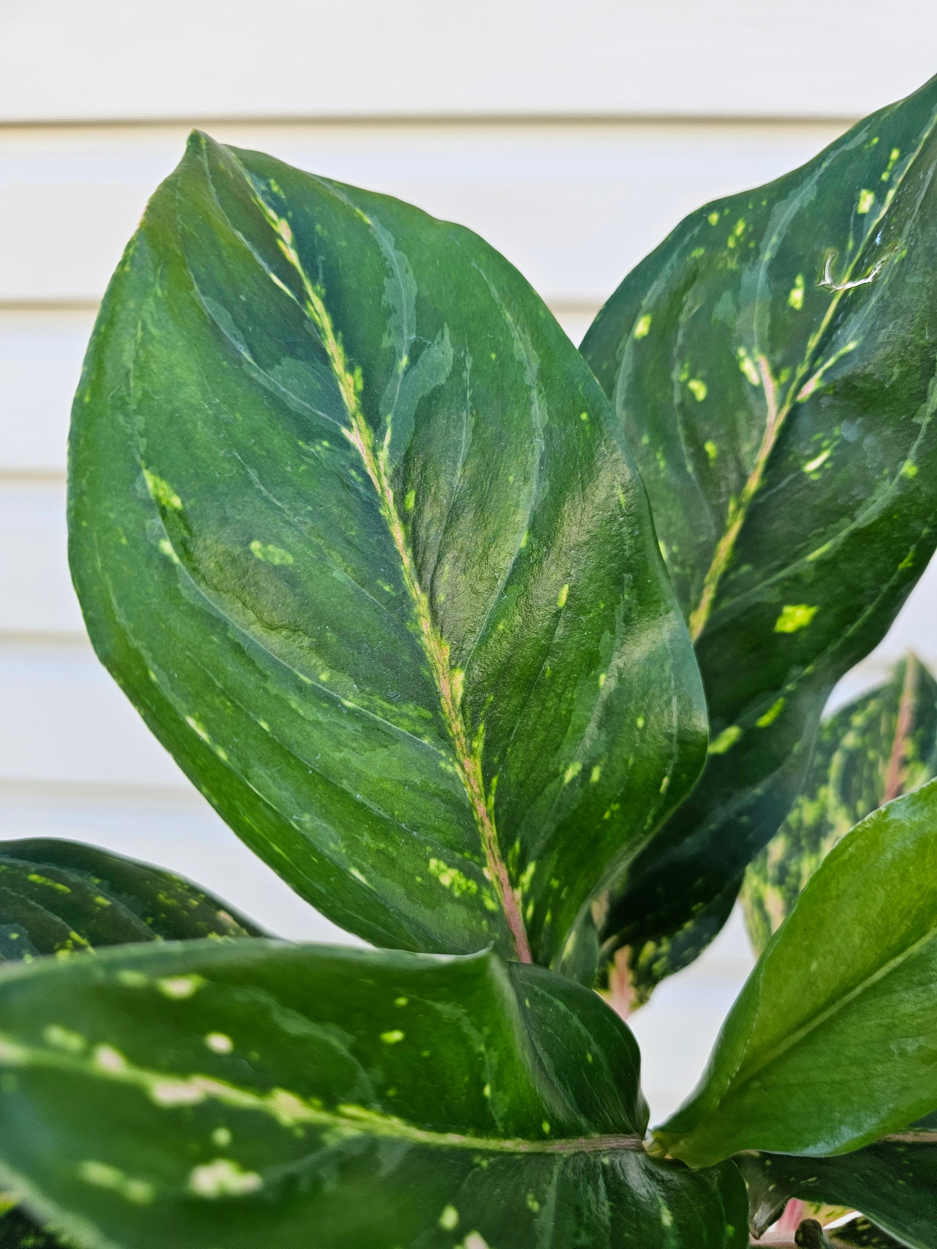 Red Siam Aglaonema 6"