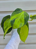 Philodendron Brasil
