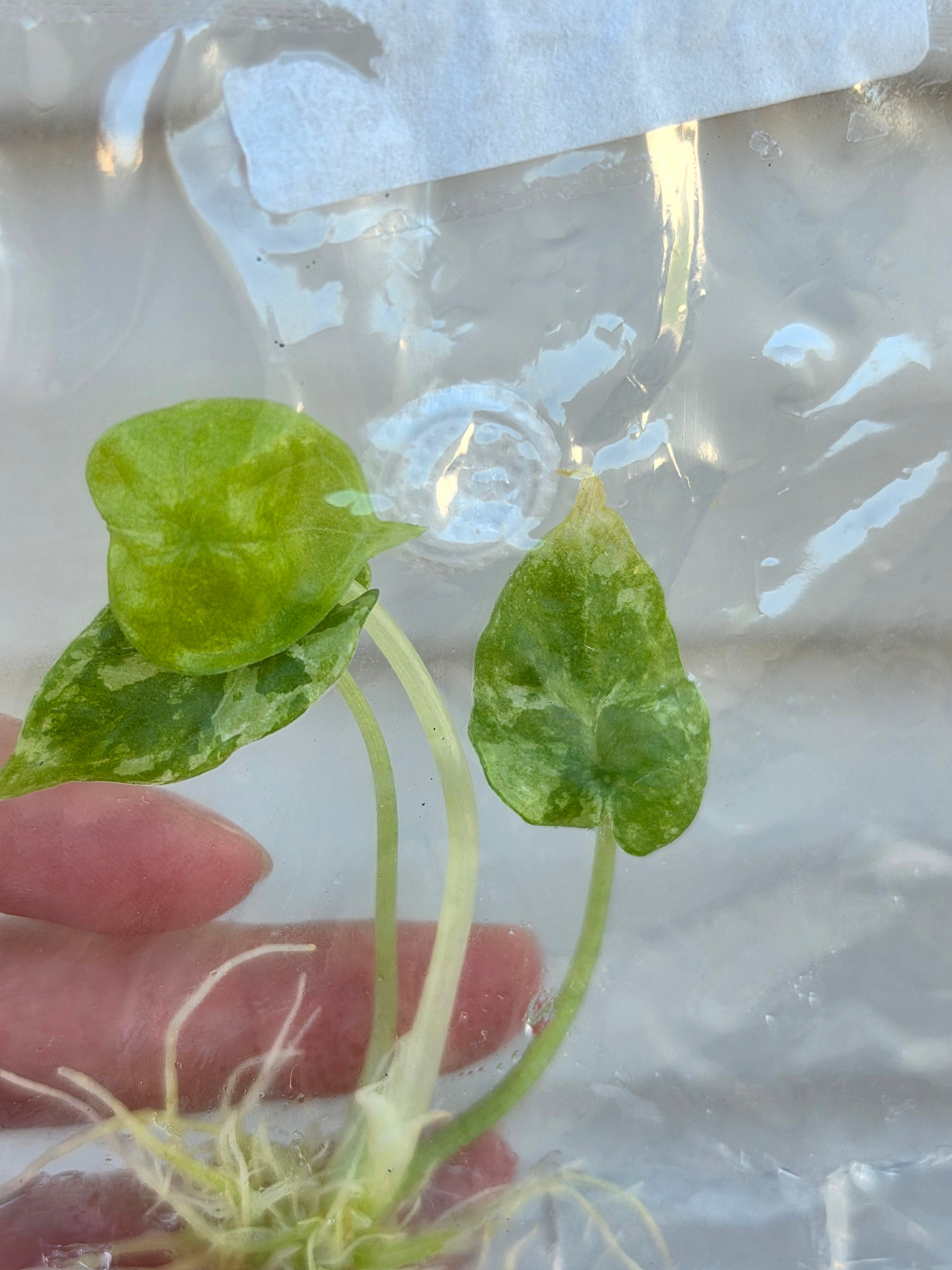 Alocasia Dragon Scale Albo Galaxy Variegated