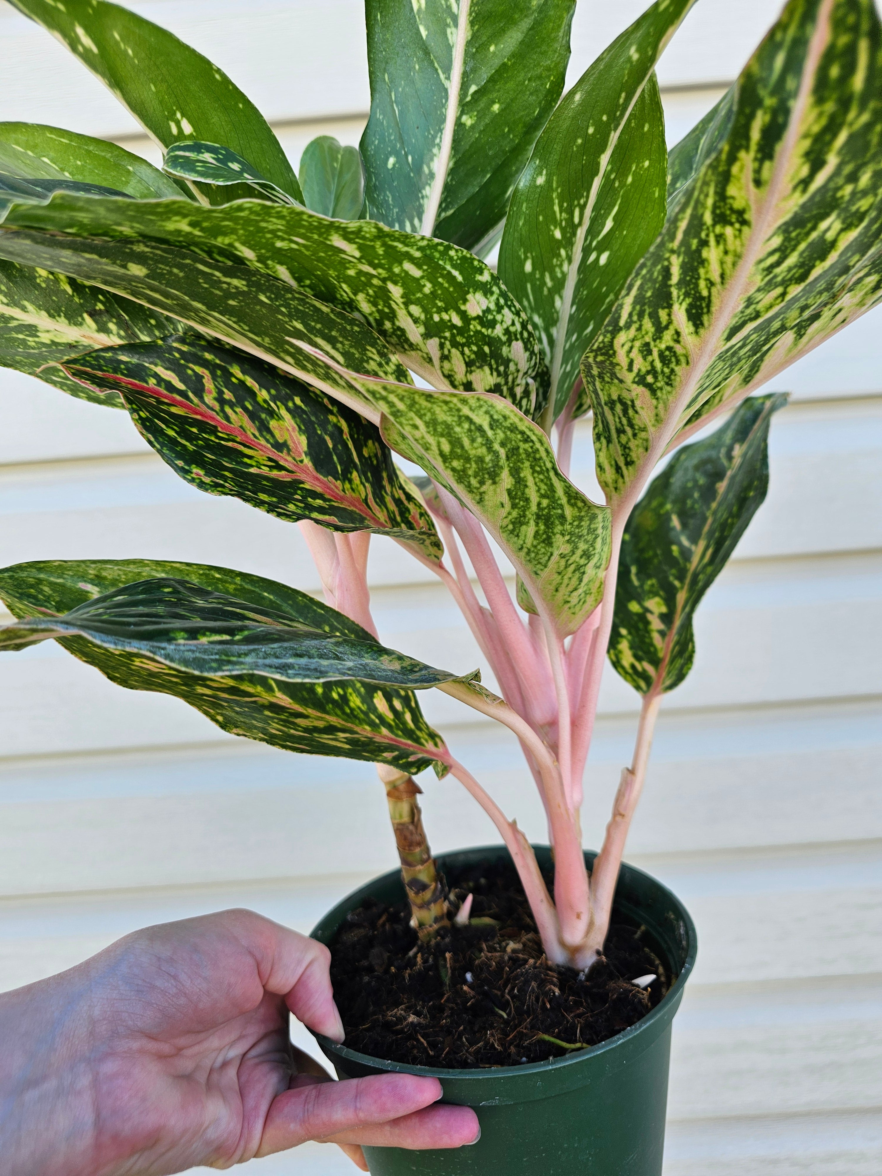 Red Siam Aglaonema 6"