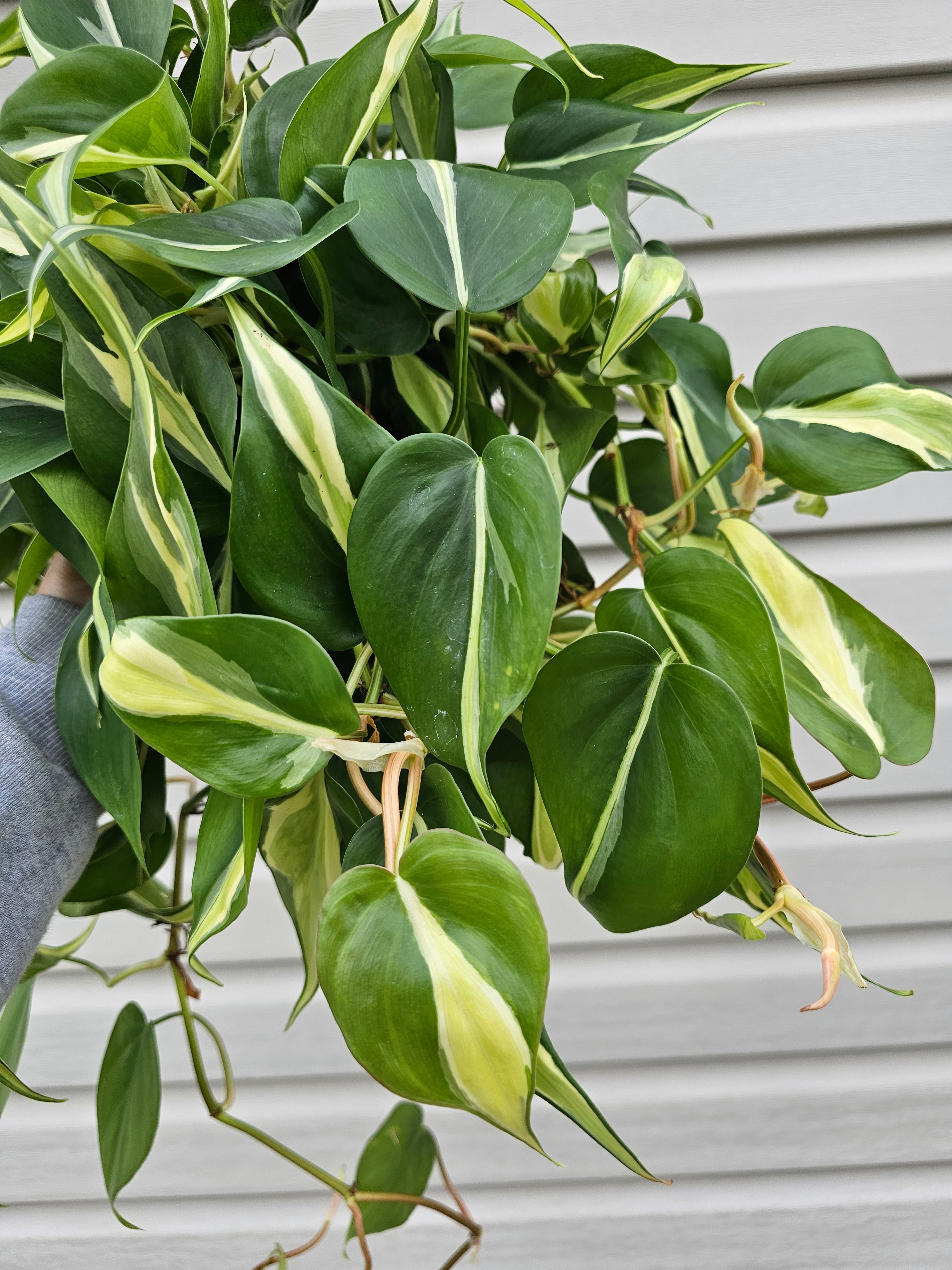 Silver Stripe Philodendron 8"
