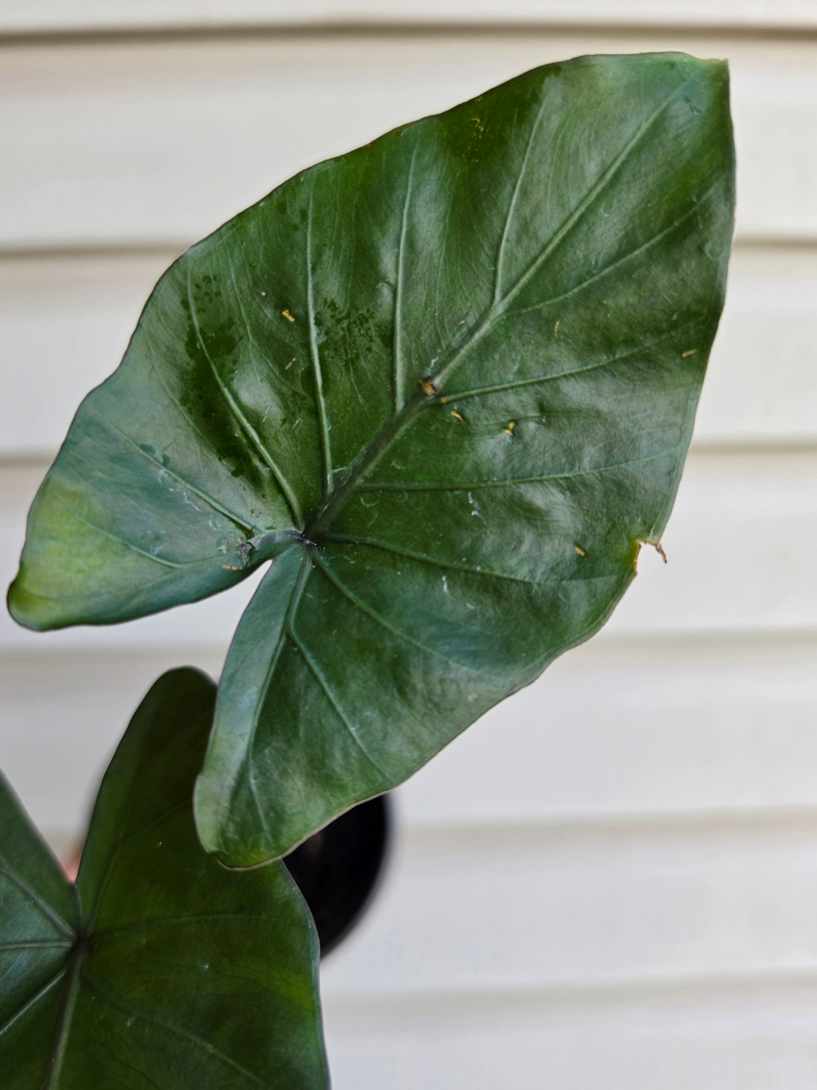 Alocasia Metalhead