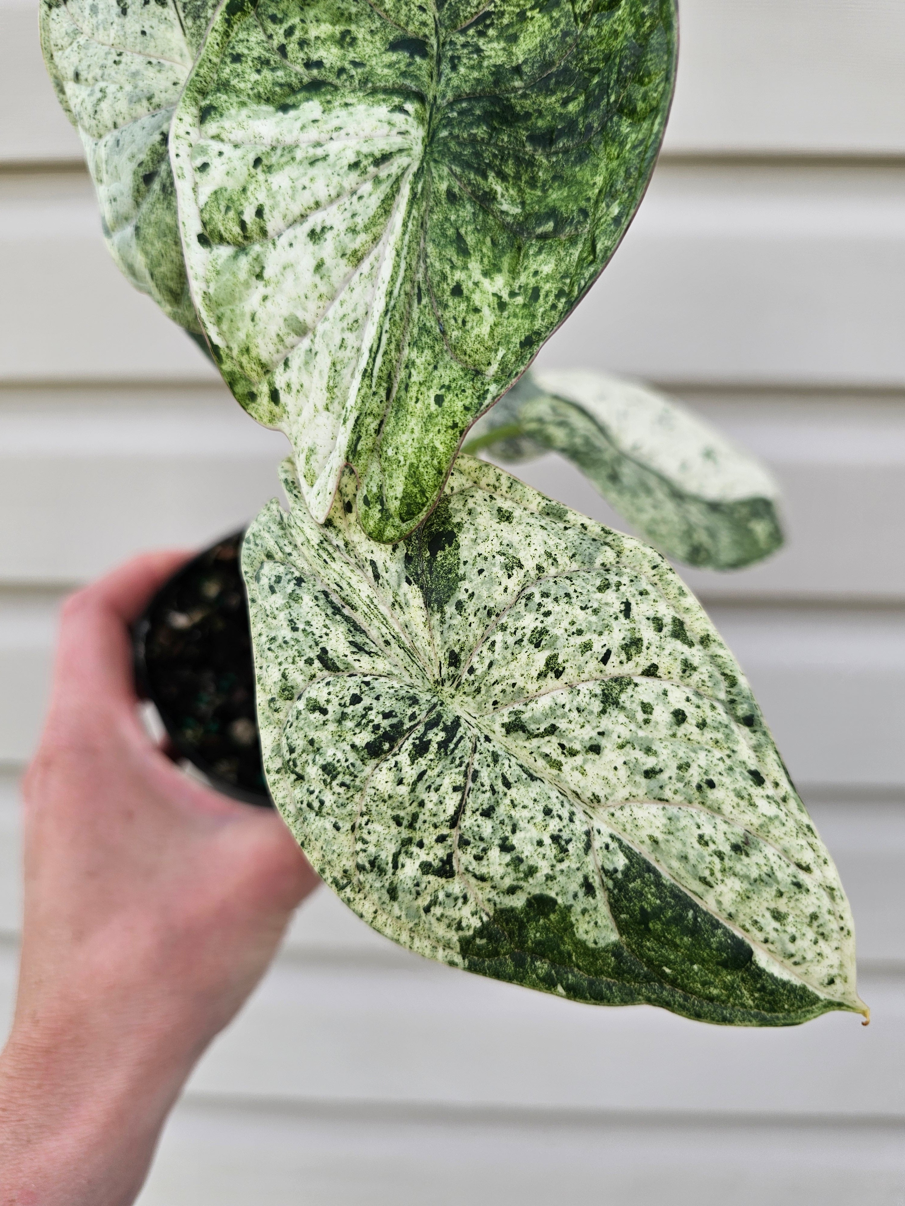 Alocasia Dragon Scale Mint