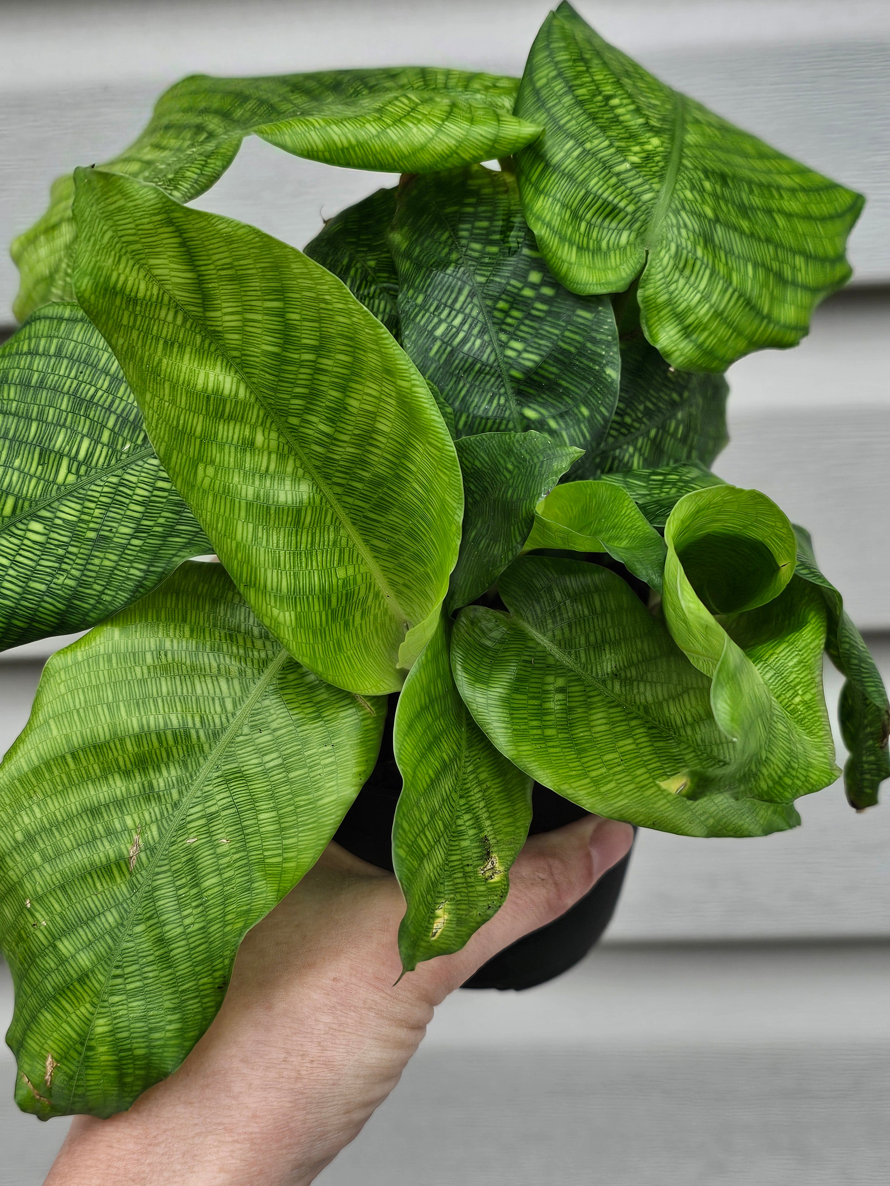 Calathea Mosaic