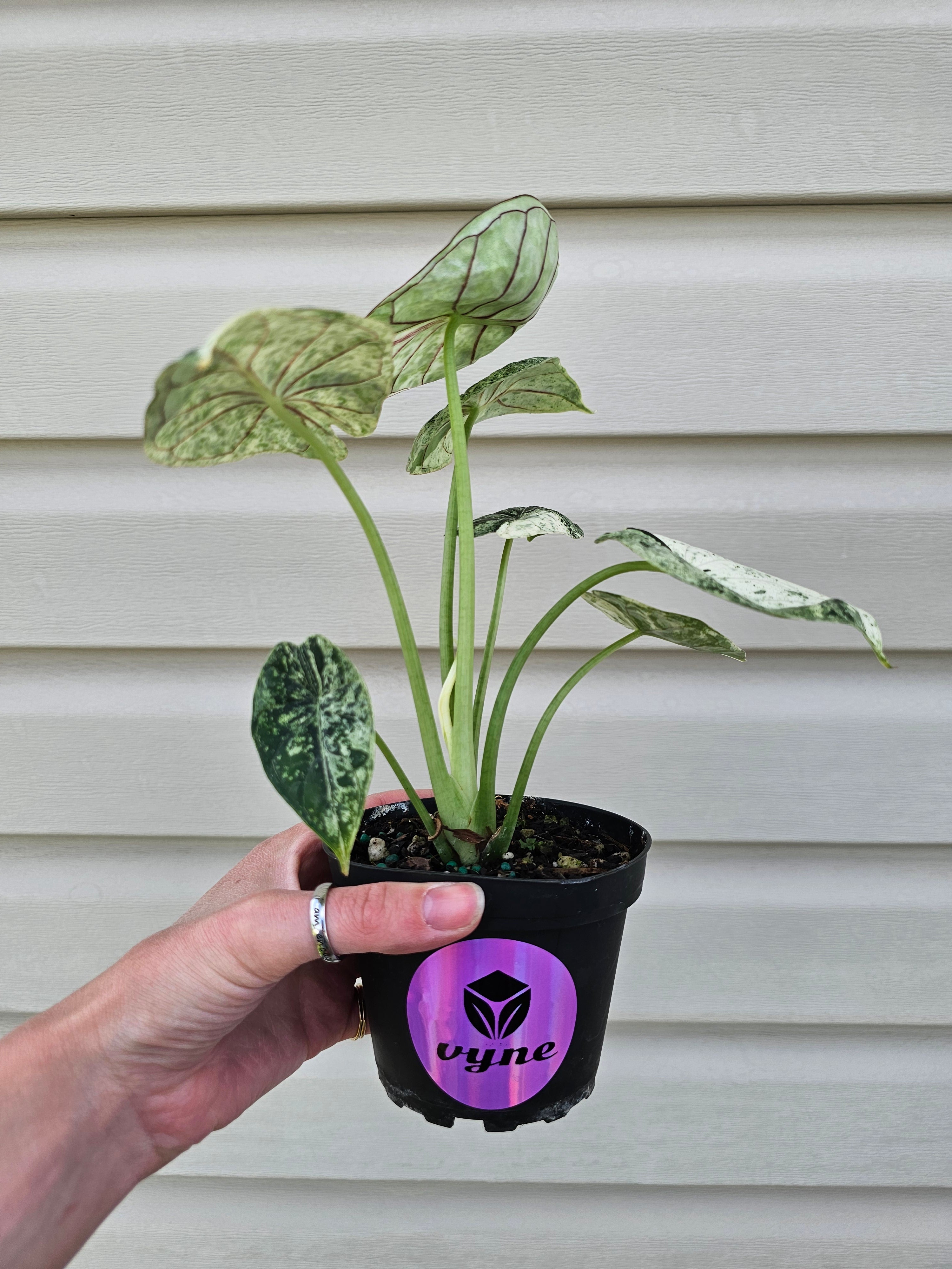Alocasia Dragon Scale Mint