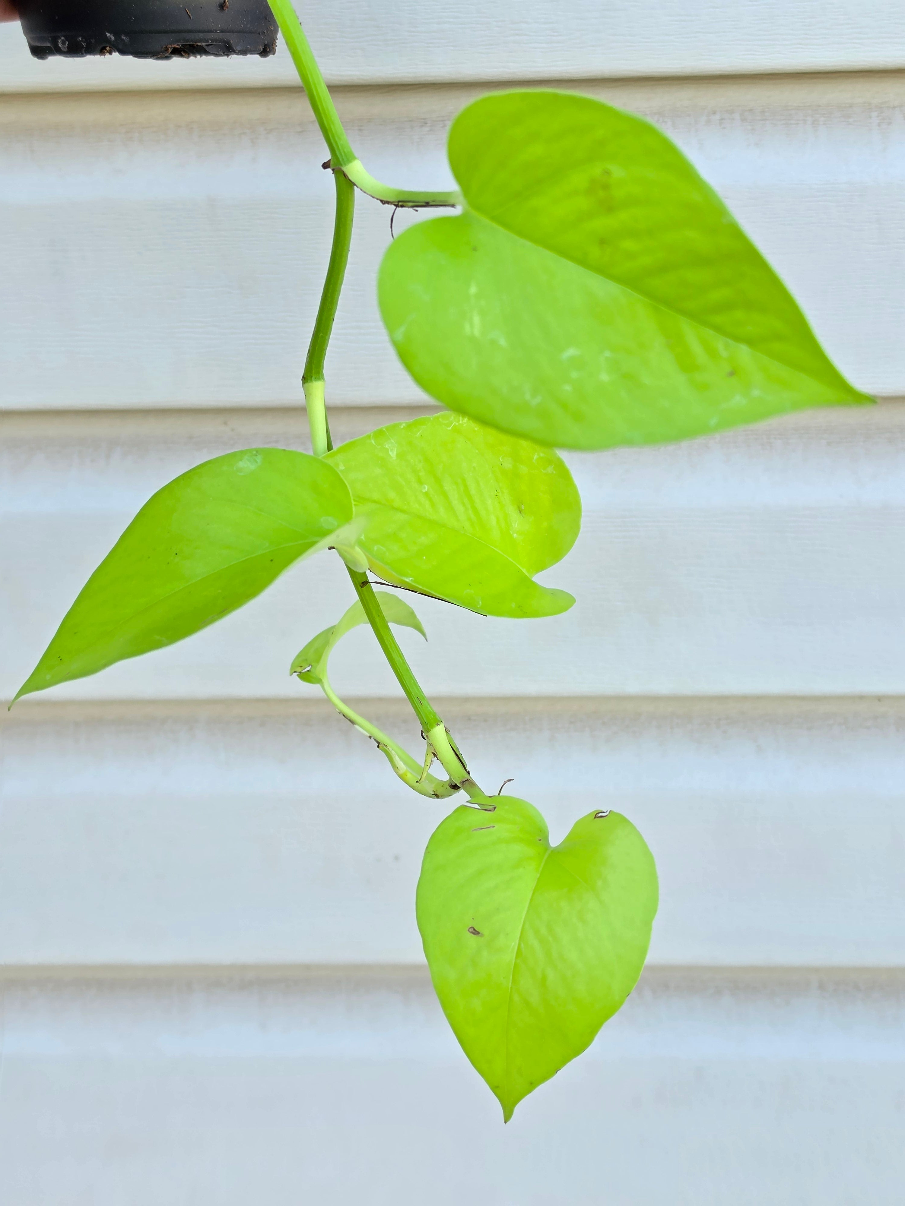 Neon Pothos