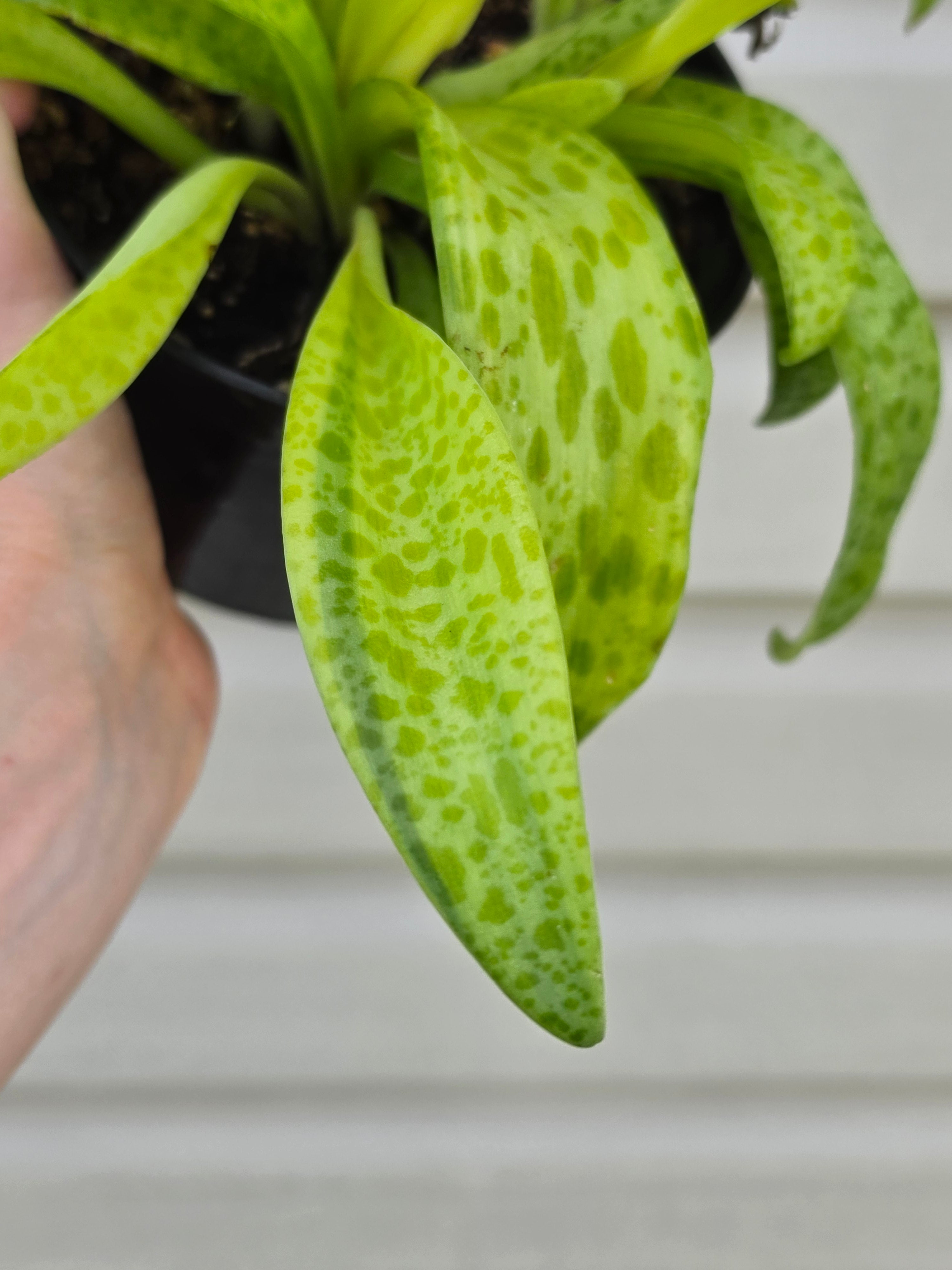 Resnova Humifusa Variegated Leopard Plant
