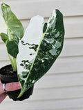 Alocasia Frydek Variegated