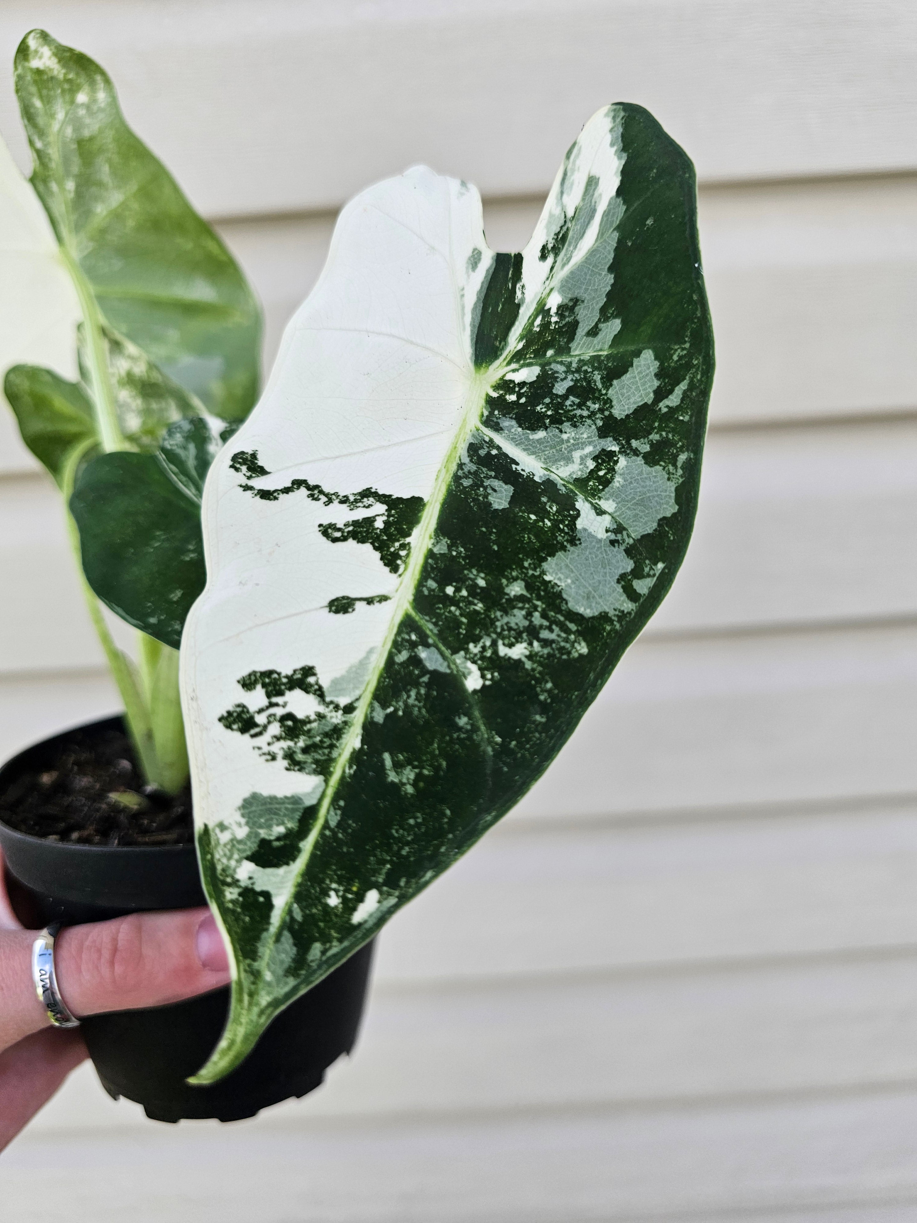 Alocasia Frydek Variegated